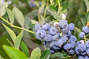 Blueberry berry collected in a bunch of close-ups on a green bush. Nutrition Nutrition Concept