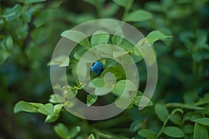 Blueberry berry in the forest on a bush