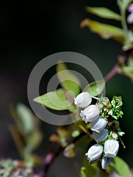 Blueberry blossoms