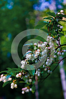 Blueberry Blossoms in Spring with Bee