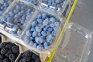 Blueberry blueberries