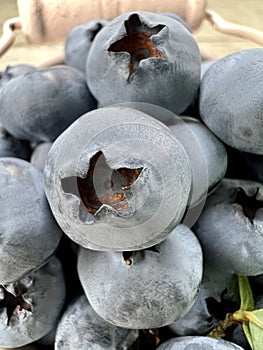 Blueberry blueberries background, close-up. Large delicious berry.