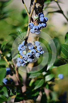 Blueberry- blueberries bush