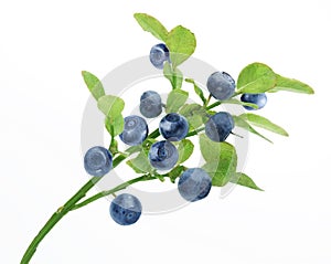 Blueberry branch