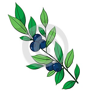 Blueberry branch with berries; vector illustration.