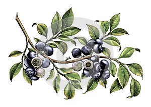 Blueberry branch hand drawing vintage clip art isolate on white