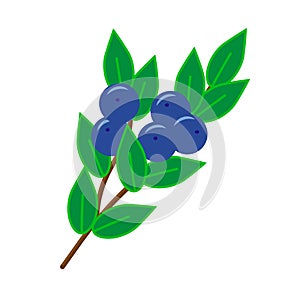 a sprig with blueberries and green leaves