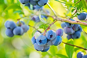 Blueberry. A bunch of large ripe juicy berries on the bush close-up