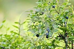 Blueberry bush photo
