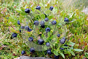 Blueberry bush photo