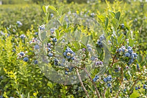 Blueberry Bush photo