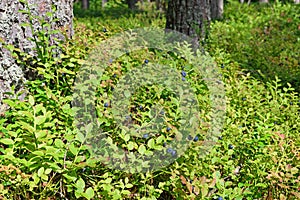 The blueberry Bush with berries on a hummock near the pine trees