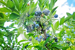 Blueberry bush close-up