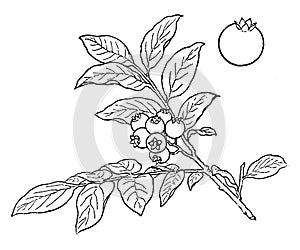 Blueberry, bush, ligneous, shrub, woody, plant vintage illustration photo