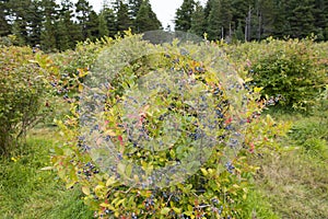 Blueberry bush