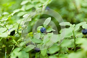 Blueberry bush plant in forest, wild ripe autumn berry