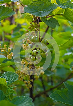 Blueberry bush preparing to ripen