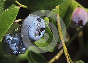 Blueberry on Bush with Rain Drops