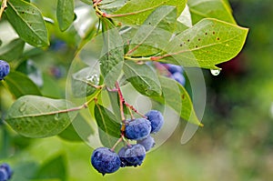 Blueberry on bush with raindrop