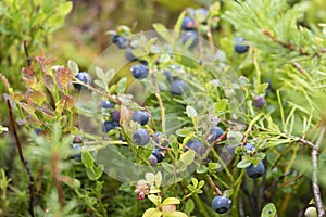 Blueberry bush with ripe berries