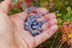 Blueberry ; Bush of a ripe bilberry in the summer closeup