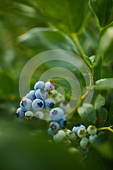 Blueberry bush on sunset, organic ripe with succulent berries, just ready to pick