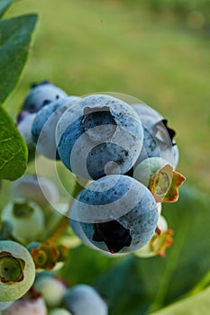 Blueberry bush on sunset, organic ripe with succulent berries, just ready to pick