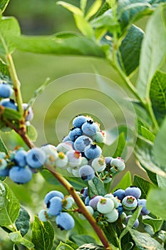 Blueberry bush on sunset, organic ripe with succulent berries, just ready to pick