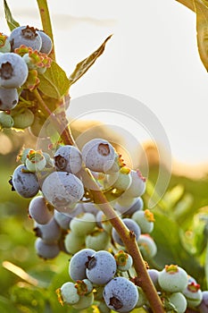 Blueberry bush on sunset, organic ripe with succulent berries, just ready to pick