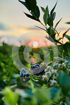 Blueberry bush on sunset, organic ripe with succulent berries, just ready to pick