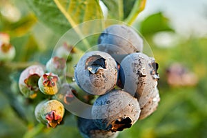 Blueberry bush on sunset, organic ripe with succulent berries, just ready to pick