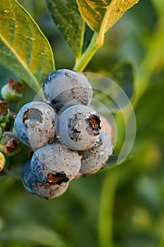 Blueberry bush on sunset, organic ripe with succulent berries, just ready to pick