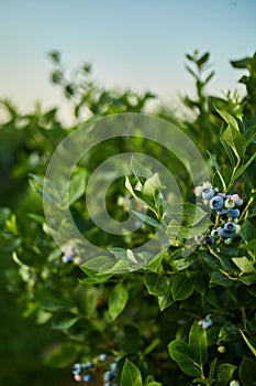 Blueberry bush on sunset, organic ripe with succulent berries, just ready to pick