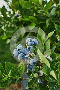 Blueberry bush on sunset, organic ripe with succulent berries, just ready to pick