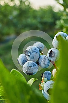 Blueberry bush on sunset, organic ripe with succulent berries, just ready to pick