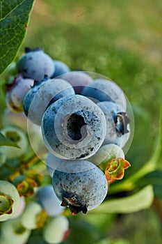 Blueberry bush on sunset, organic ripe with succulent berries, just ready to pick