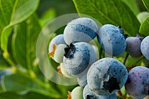 Blueberry bush on sunset, organic ripe with succulent berries, just ready to pick