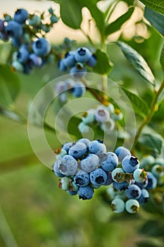 Blueberry bush on sunset, organic ripe with succulent berries, just ready to pick