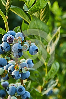 Blueberry bush on sunset, organic ripe with succulent berries, just ready to pick