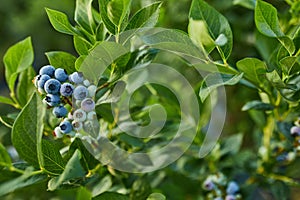 Blueberry bush on sunset, organic ripe with succulent berries, just ready to pick