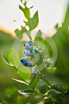 Blueberry bush on sunset, organic ripe with succulent berries, just ready to pick