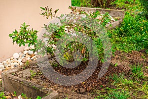 Blueberry bush( Vaccinium corymbosum) with bark mulch, spring yard work, gardening