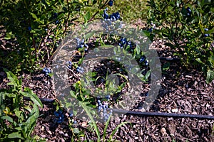 Blueberry bushes on an irrigated plantation. Mid-July is the time of ripe berries and the first harvest. Large sweet and sour