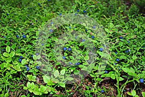 The blueberry bushes in the woods and lots of blue of ripe blueb