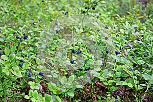 The blueberry bushes in the woods with lots of ripe blueberries