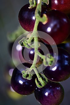 Blueberry Cherry Tomatoes