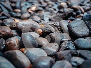 Blueberry chess cake