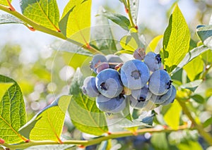 Blueberry Close-up