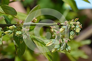 Blueberry closed flower