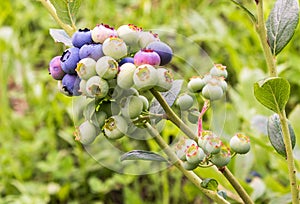 Blueberry cluster on a blueberry bush